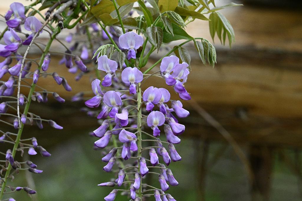 2025-05087862 Ipswitch River Wildlife Sanctuary, MA.JPG - Wisteria. Ipswitch River Wildlife Refuge, MA, 5-8-2025
